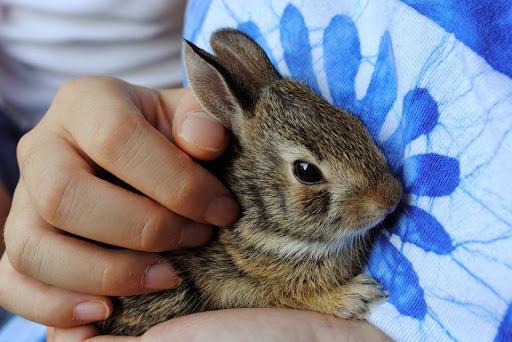 comment dresser un lapin