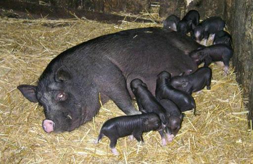 Vietnamese varkens werpen voor het eerst