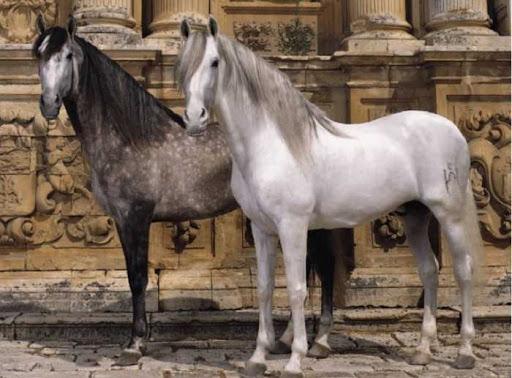 Andalusisch paard