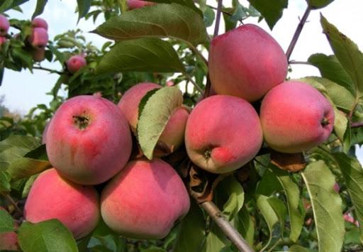 apple tree kandil orlovsky