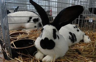 feeding rabbits