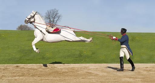 Lipizzaner rijpaard