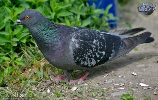 pigeon biset