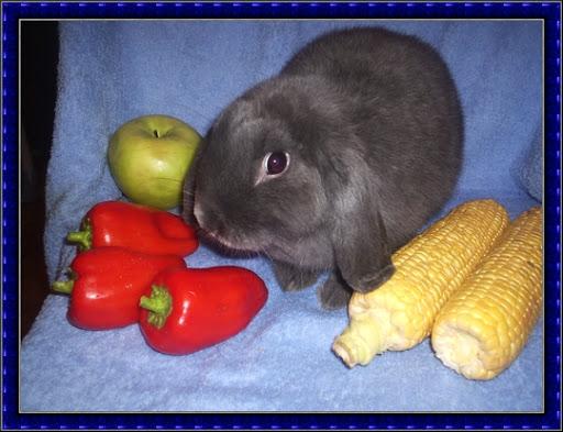 alimentando al conejo