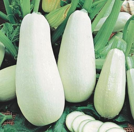 Die besten Zucchini-Sorten für 2024