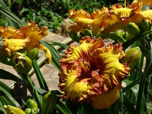 mga bulaklak ng daylily