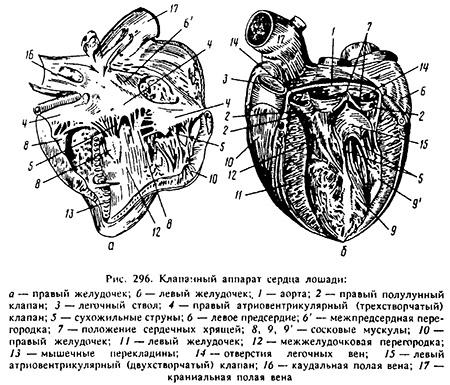 кравље срце