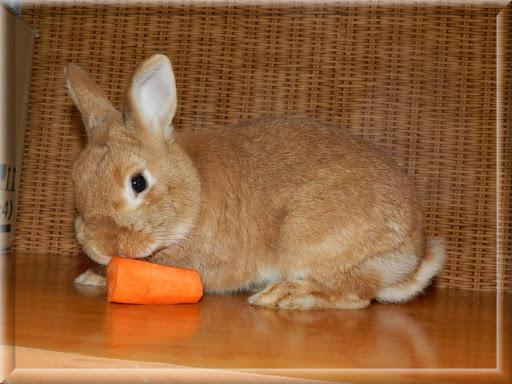 alimentando al conejo