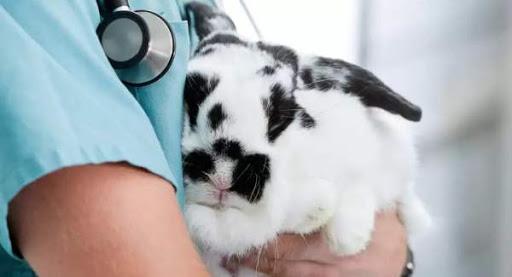 bunny in arms