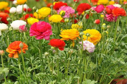 garden buttercups