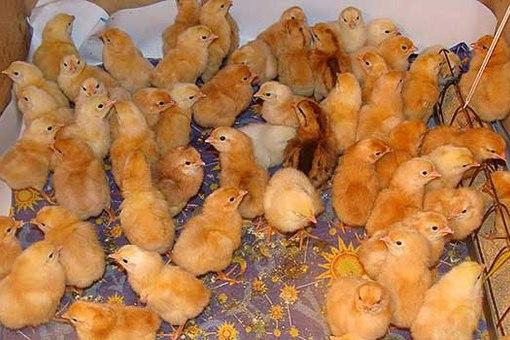 a lot of chicks