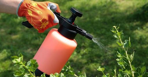 spraying a bush