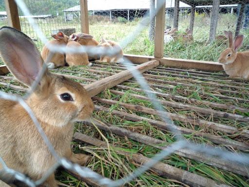 rabbit aviary