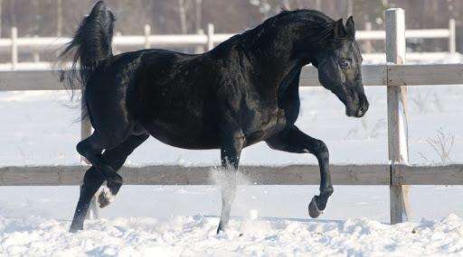 Руска раса јахаћег коња