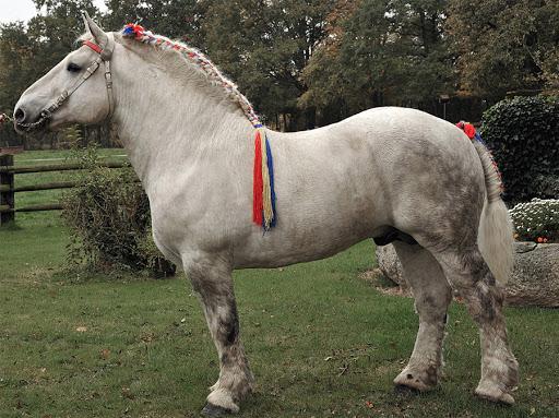 Percheron häst