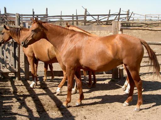 Don raça de cavalos