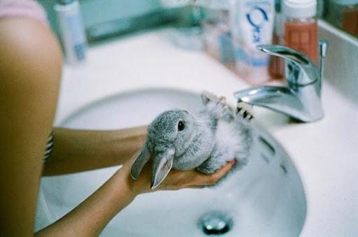 mytí králíků