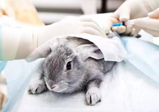 vaccin tegen konijnen