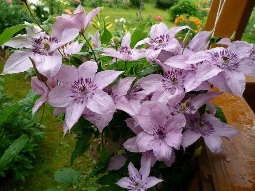 Hegley hybridi