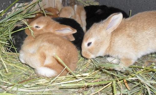 raising rabbits in winter