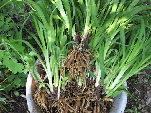 mga bulaklak ng daylily