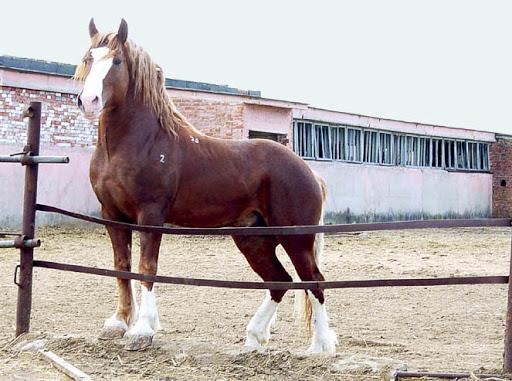 a beautiful horse