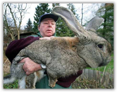 lapin géant gris