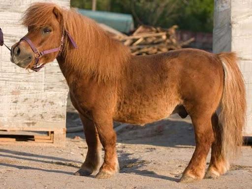 Pferd Pony