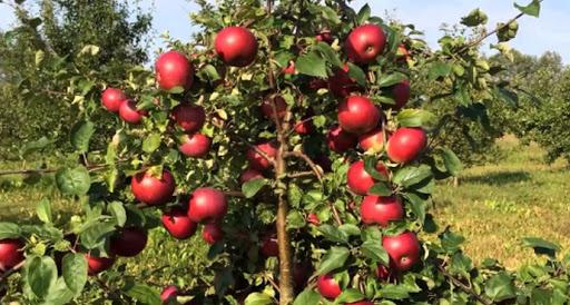 apple tree antheus