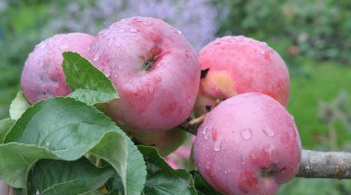 apple tree gift to the count