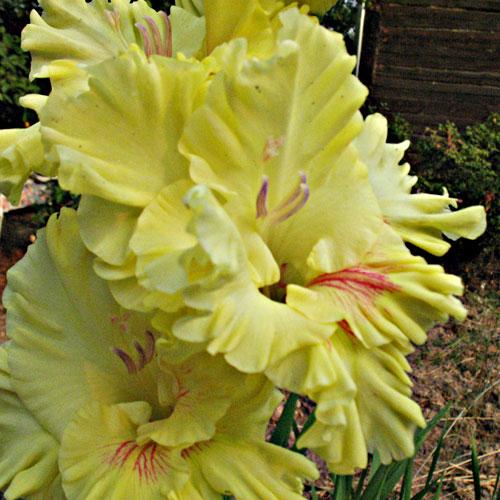  Gladiolenschale