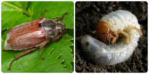 wallar from chafer larvae instrukce