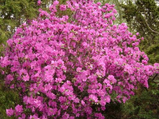 Rododendrony Dauriańskie