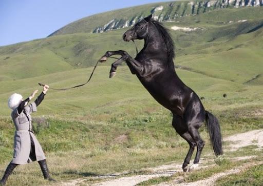 Карачајска раса коња