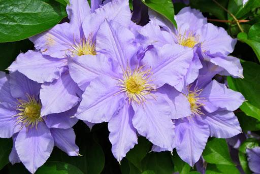 wunderschöne Clematis