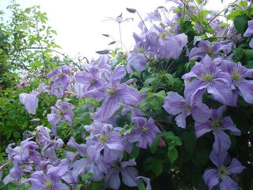 Clematis-Kletterpflanze