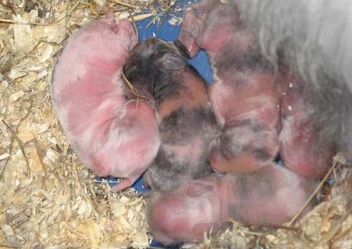 raising rabbits in winter