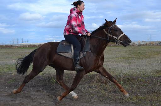 gangmaker paard