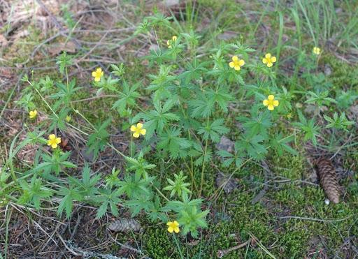 Potentilla wyprostowana