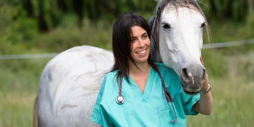 tratamento de cavalo