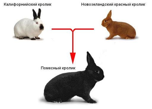 различити зечеви