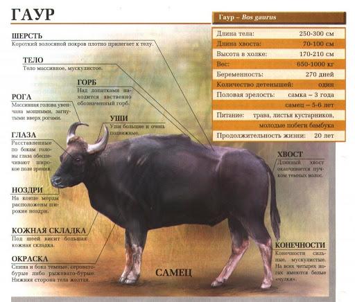 Gaur (selvagem)