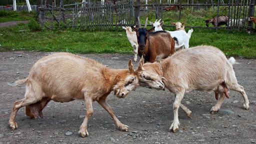 menyentap kambing