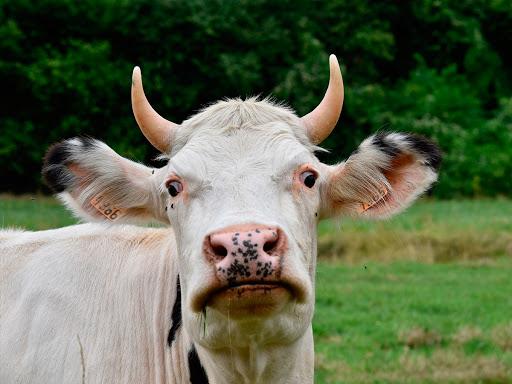 anglický způsob