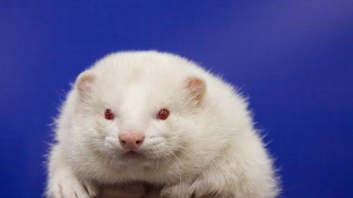 Blaze the Ferret