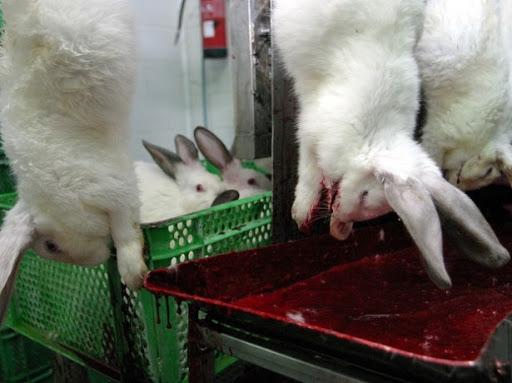 rabbit slaughter