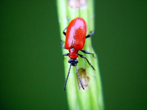 Mga pulang salagubang, o rattle bug