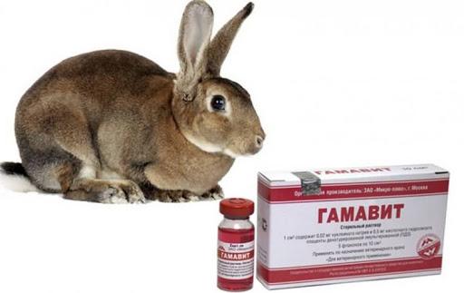 gamavit for rabbits