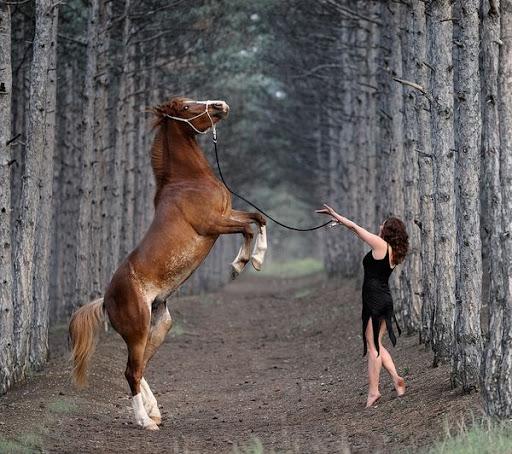 PAARDEN TRAINING