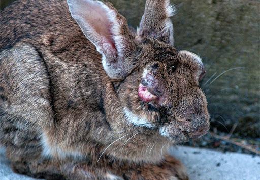 myxomatosis in rabbits